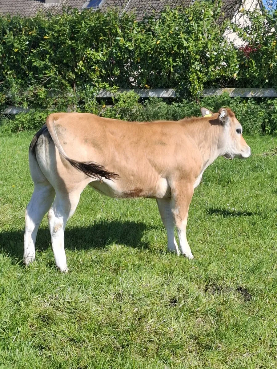 Pedigree Parthenaise Online Sale - Image 4
