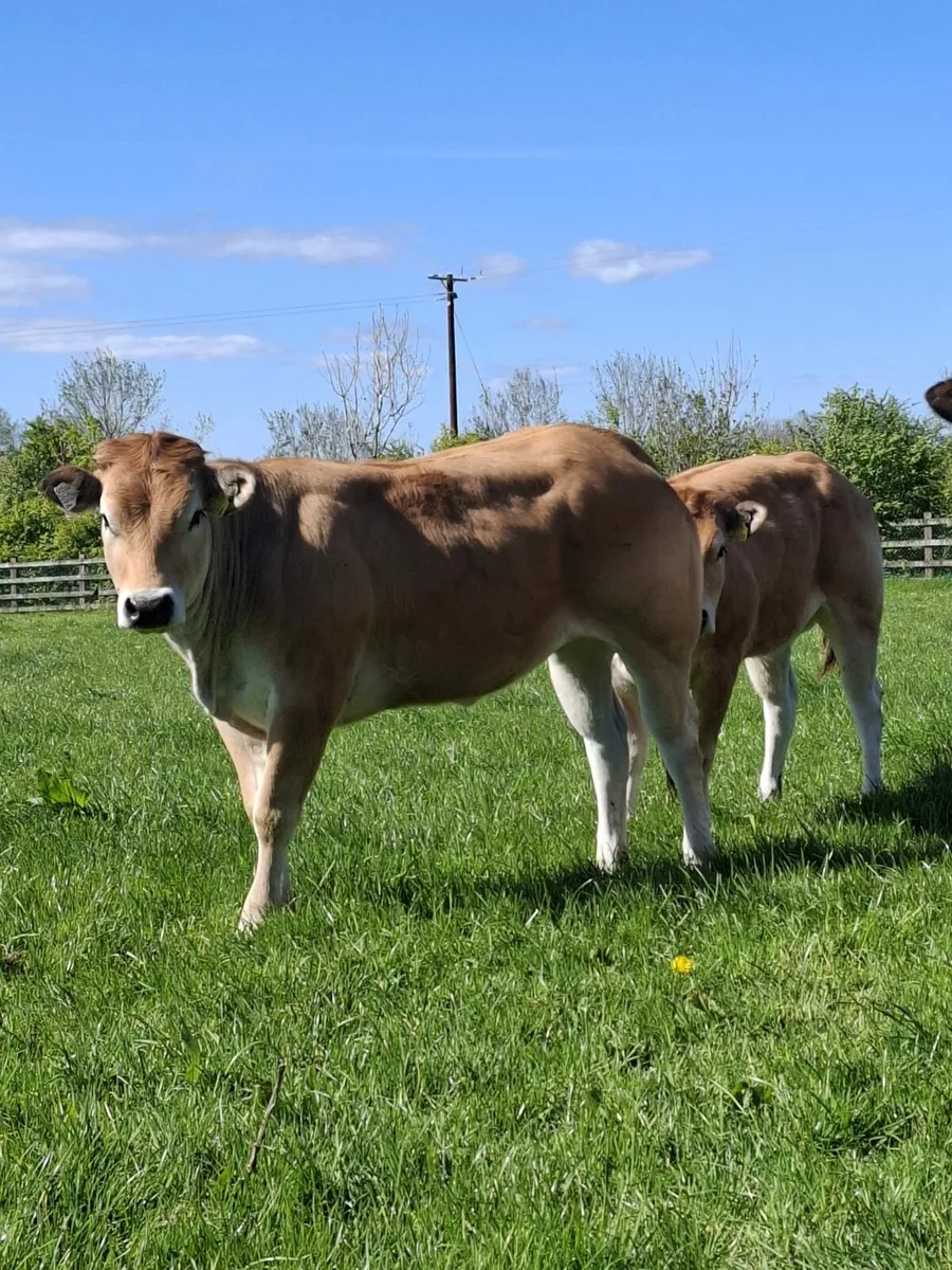 Pedigree Parthenaise Online Sale - Image 1