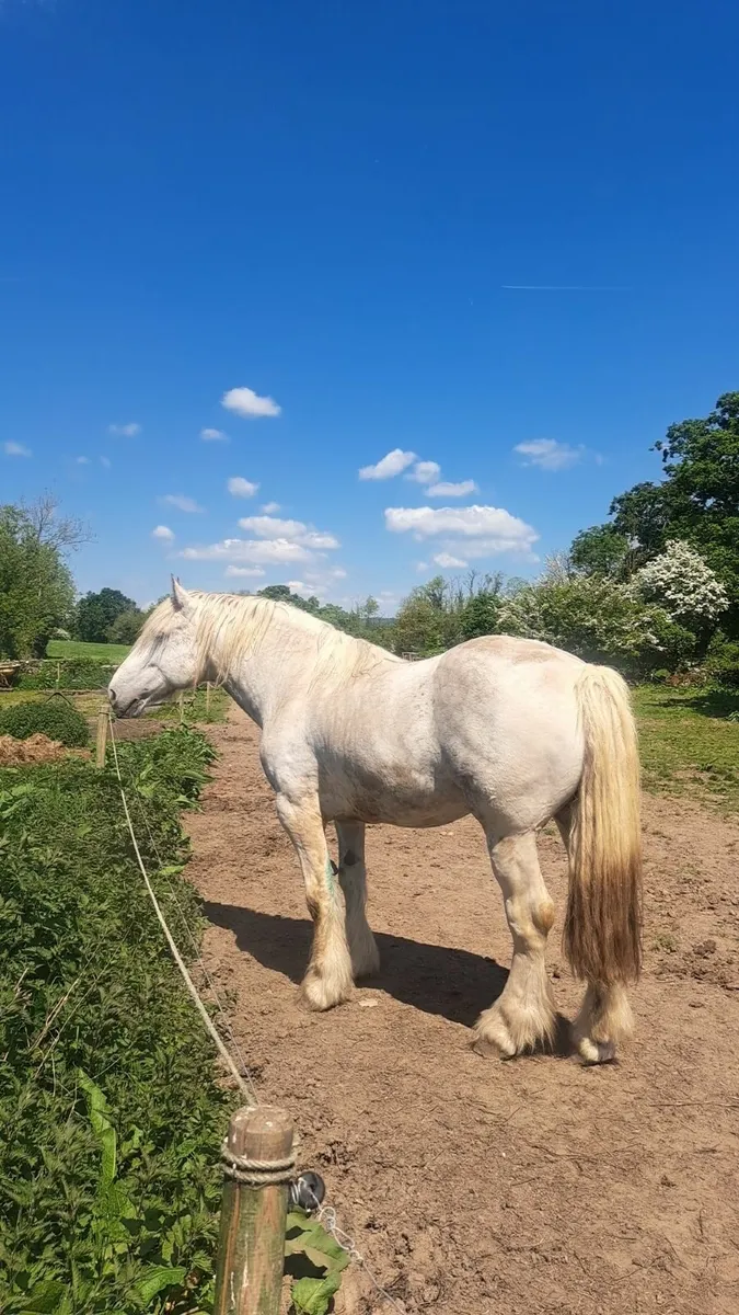 Affick bertie at stud - Image 1