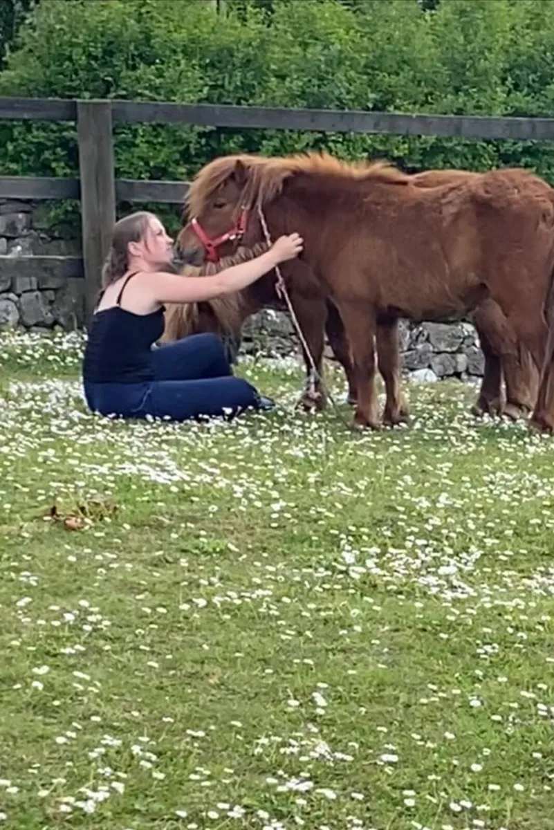PAIR OF MINIATURE PET PONIES🥰🥰 - Image 1
