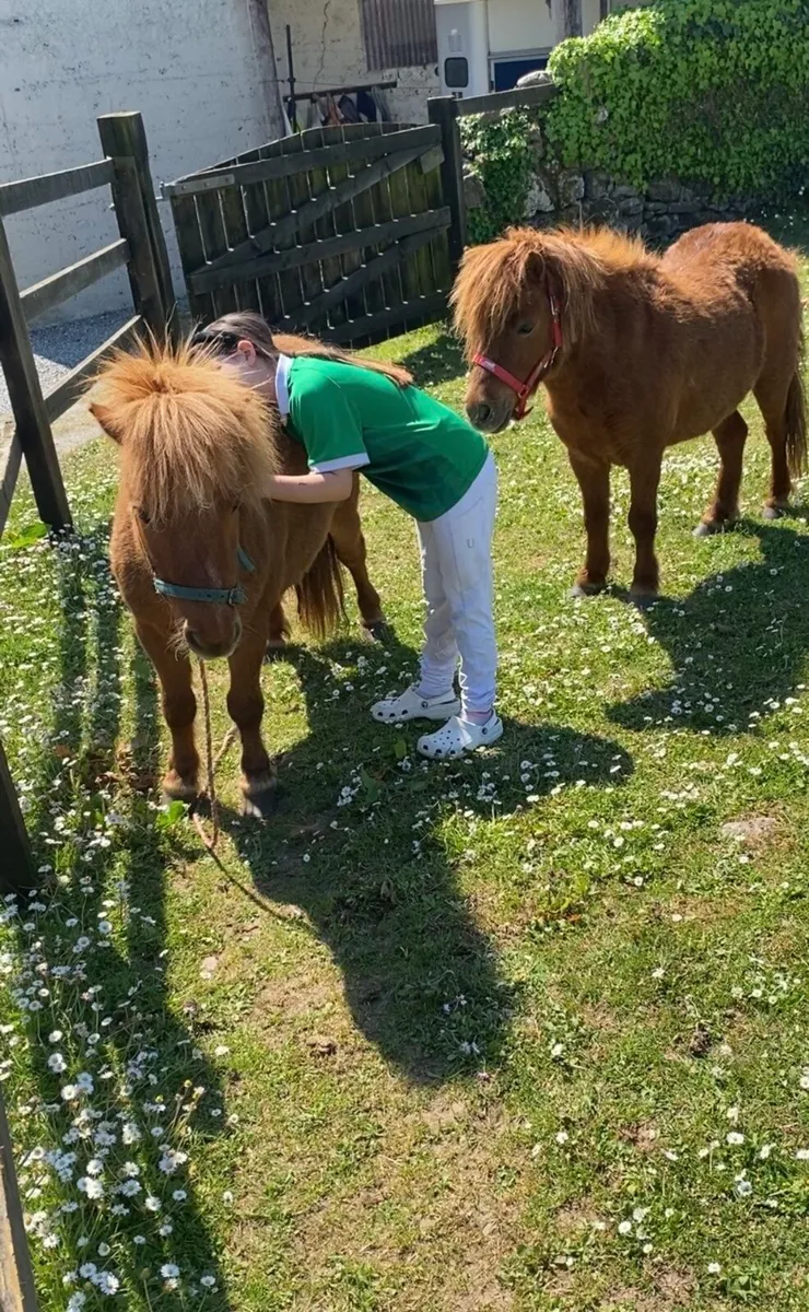 MATCHING PAIR OF MINIATURE PET PONIES! - Image 1