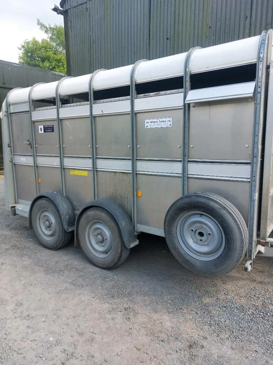 Cattle Trailor Ifor Williams 12 x 5 10 - Image 2