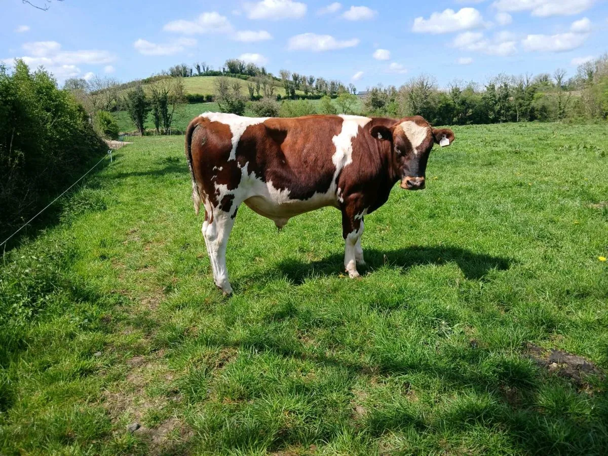 PBR holstein fr bulls red and white for sale - Image 1