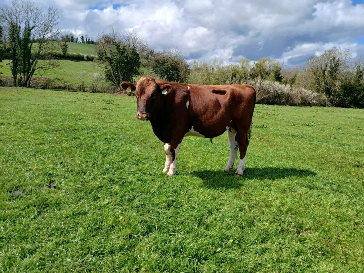 PBR holstein fr bulls red and white for sale - Image 3