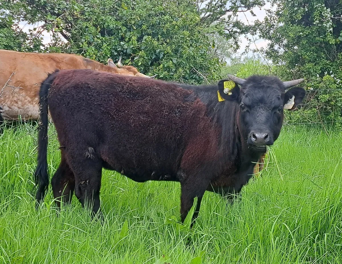 Dexter heifer **UPDATED 24/5** - Image 1