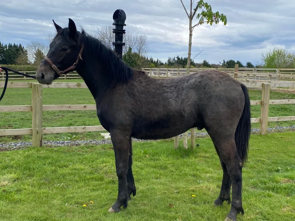 Connemara Colt yearling - Image 4