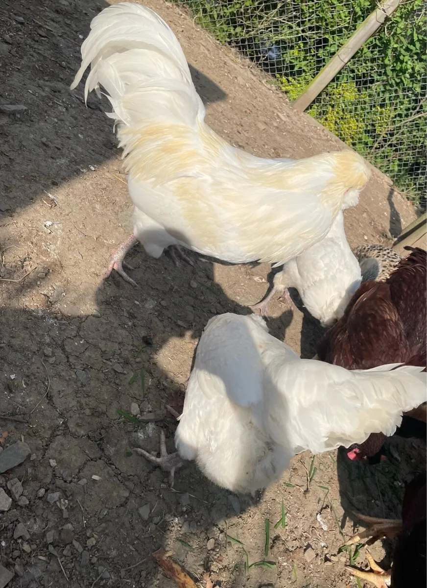 Hatching eggs - Image 1
