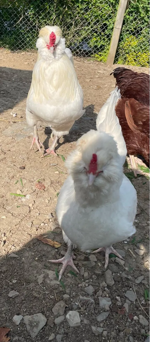 Hatching eggs - Image 2