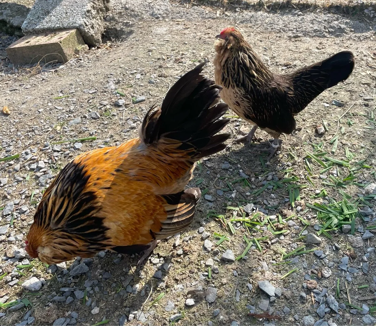 Hatching eggs - Image 3