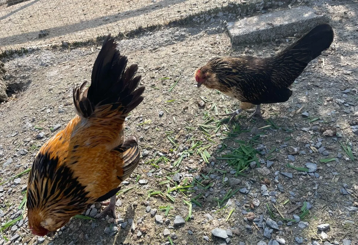 Hatching eggs - Image 4