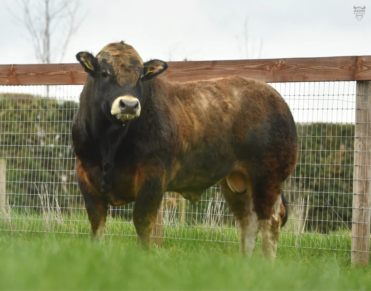 Aubrac bulls - Image 1