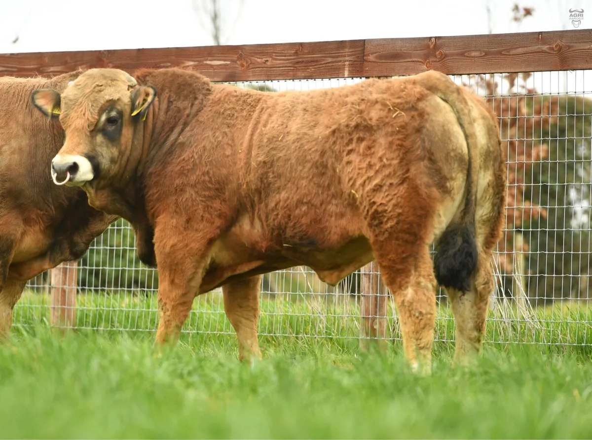 Aubrac bulls - Image 2