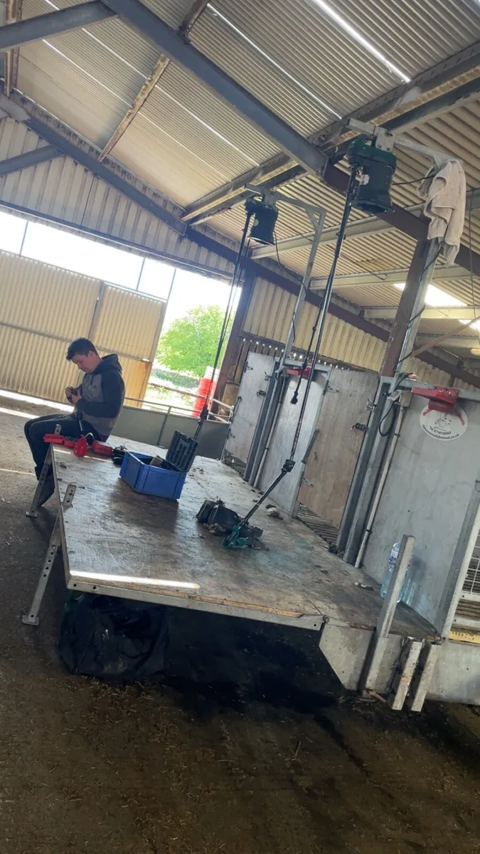 Sheep shearing - Image 2