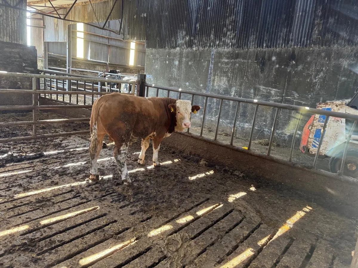 bull - Image 1