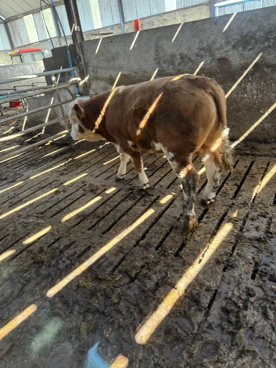 bull - Image 2