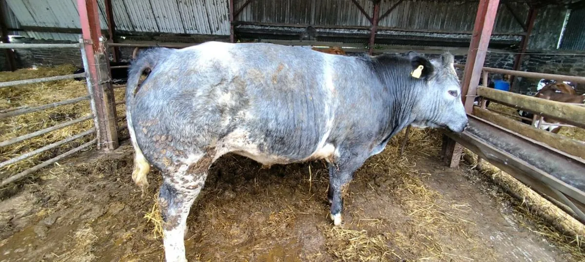 Belgian Blue Bullock - Image 1