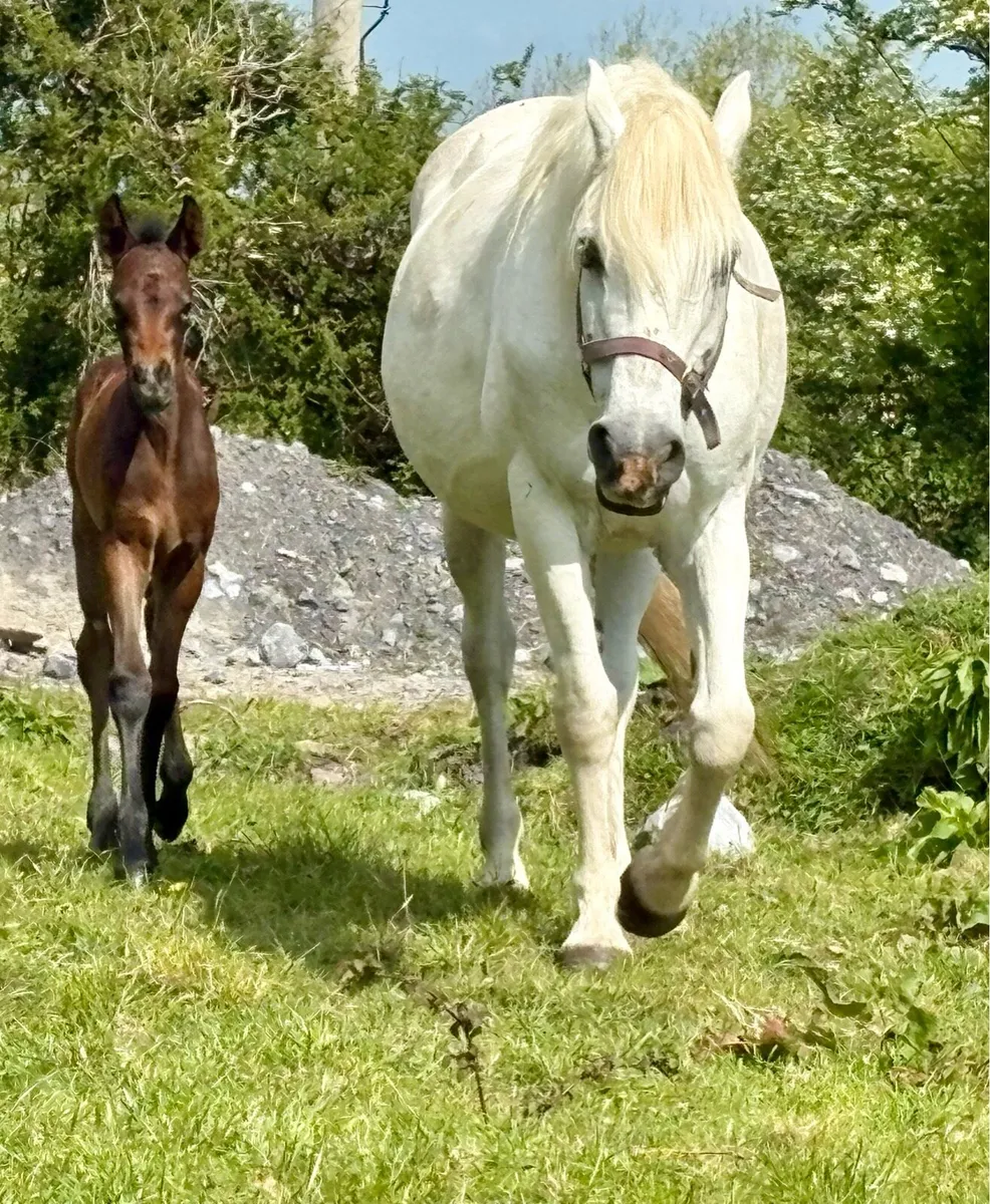CONNEMARA MARE WITH FOAL AT FOOT - Image 2