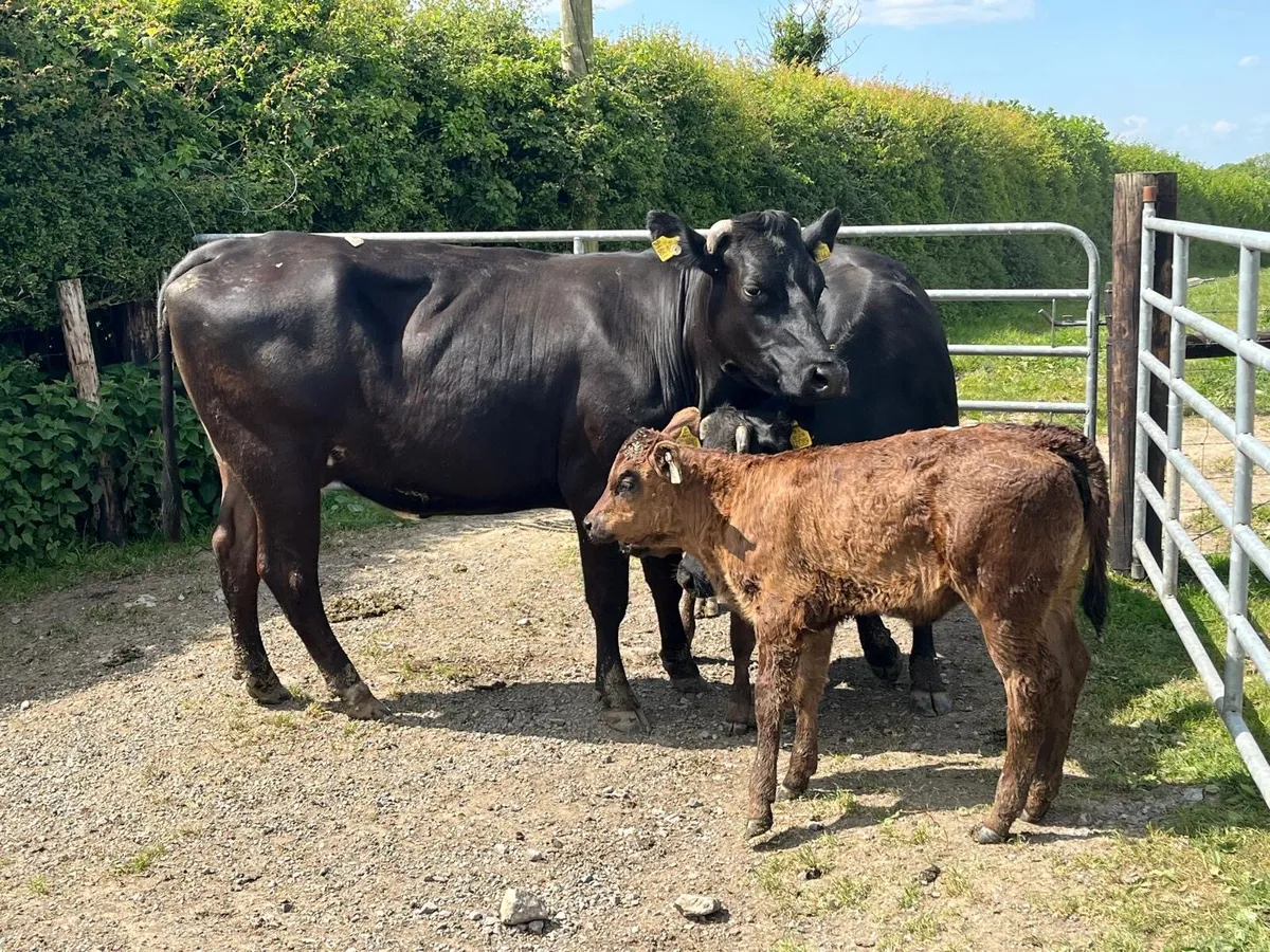 2 super  first calvers with  heifer calf’s - Image 2