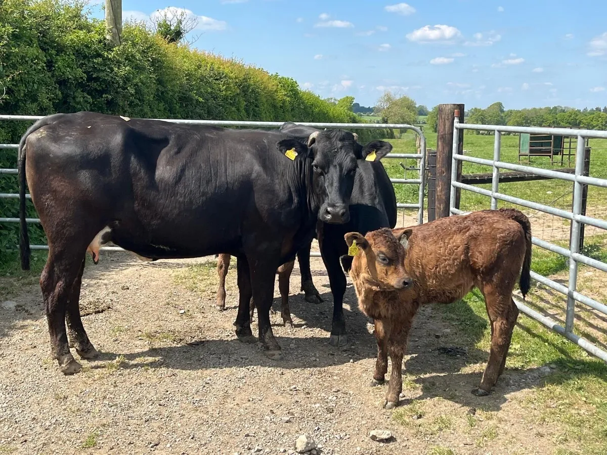 2 super  first calvers with  heifer calf’s - Image 1
