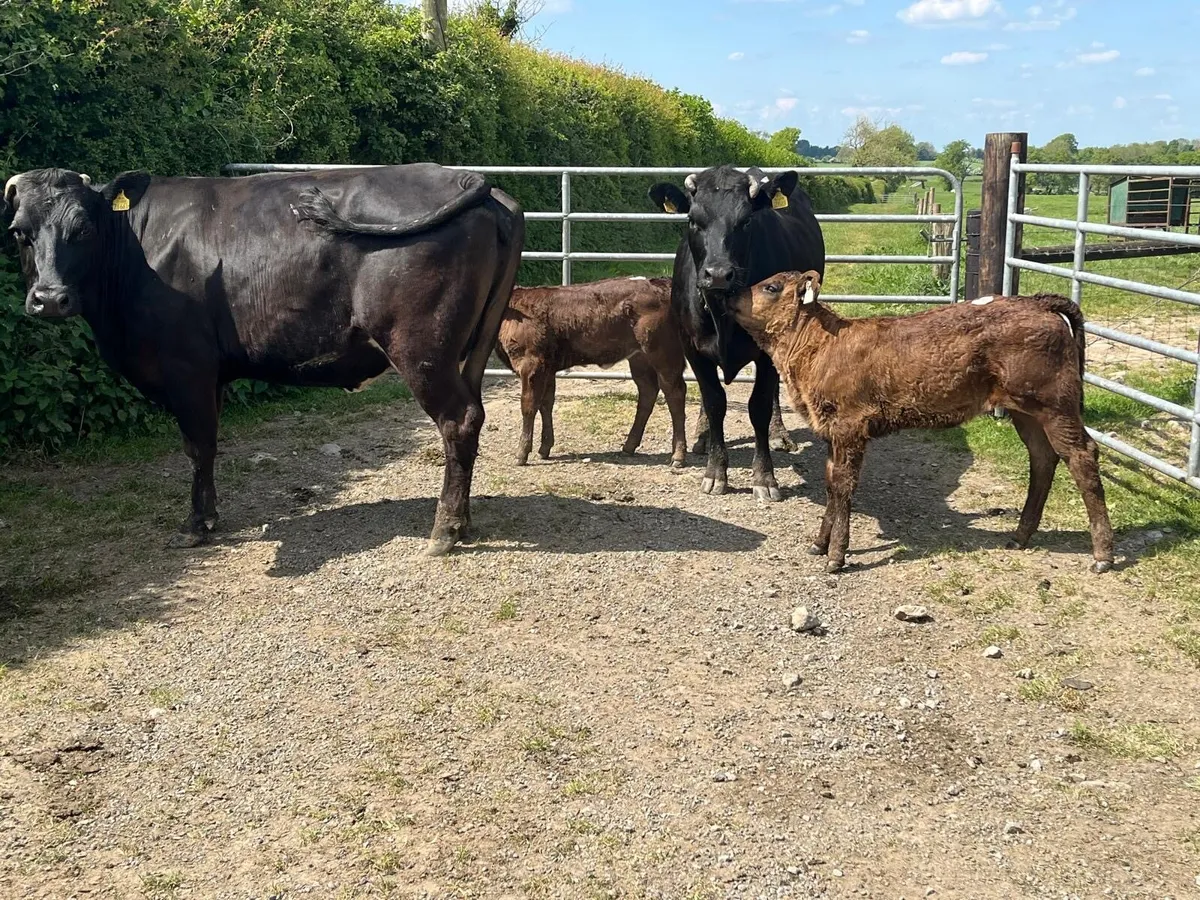 2 super  first calvers with  heifer calf’s - Image 3