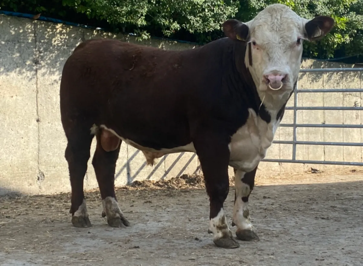 4 PBR Polled Hereford Bulls - Image 1