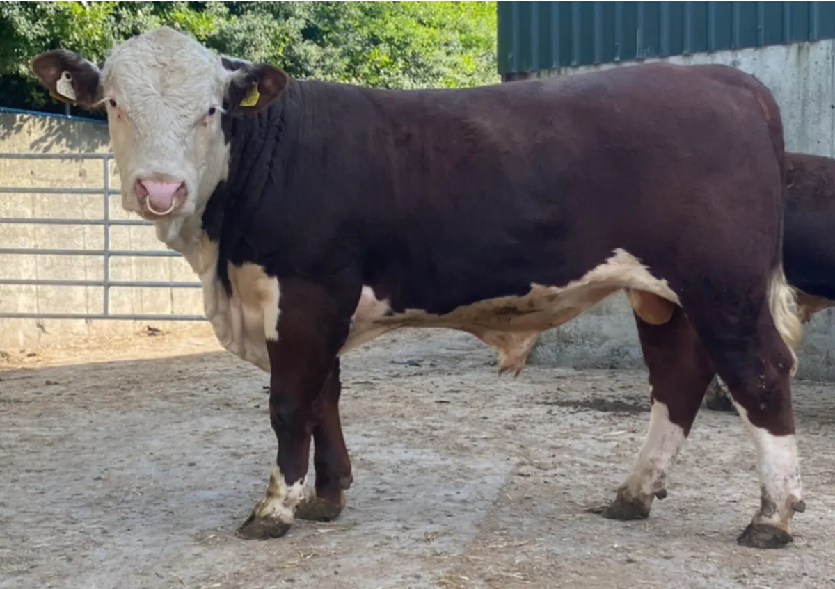 4 PBR Polled Hereford Bulls - Image 2