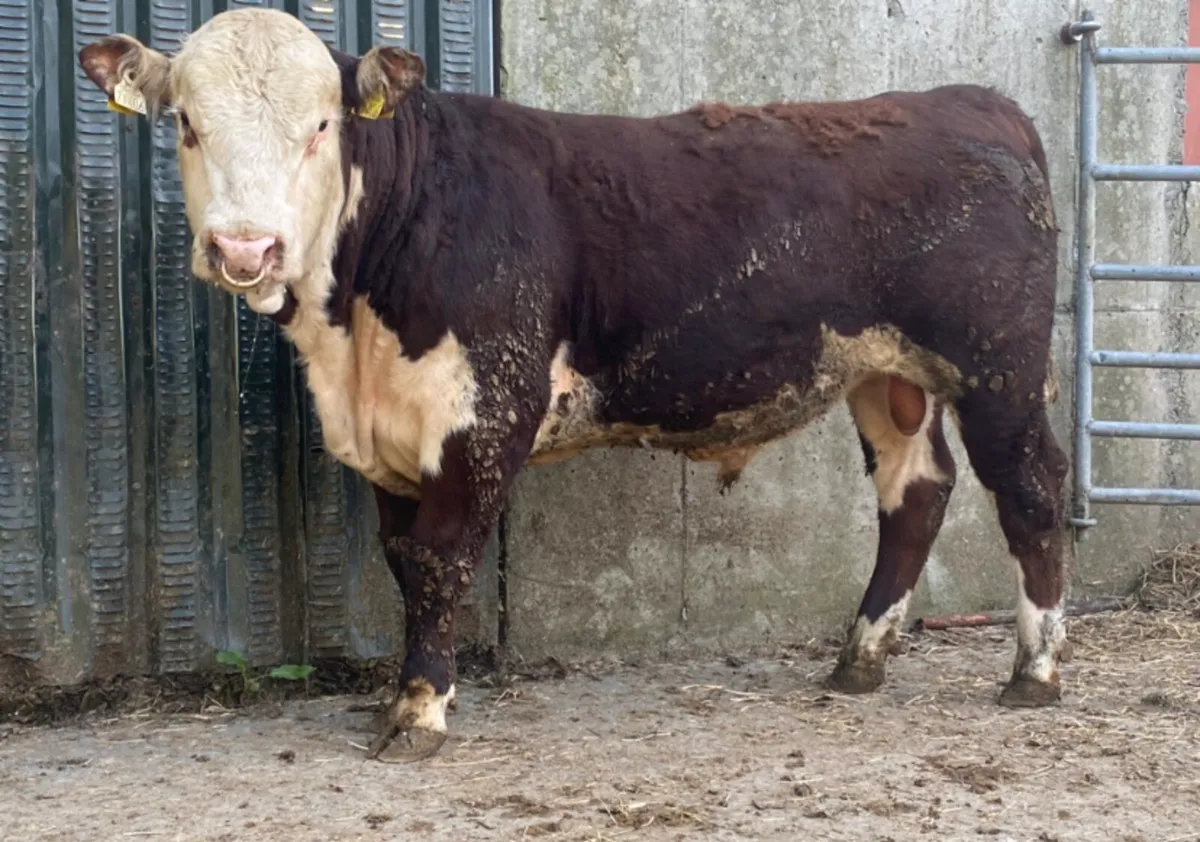 4 PBR Polled Hereford Bulls - Image 3