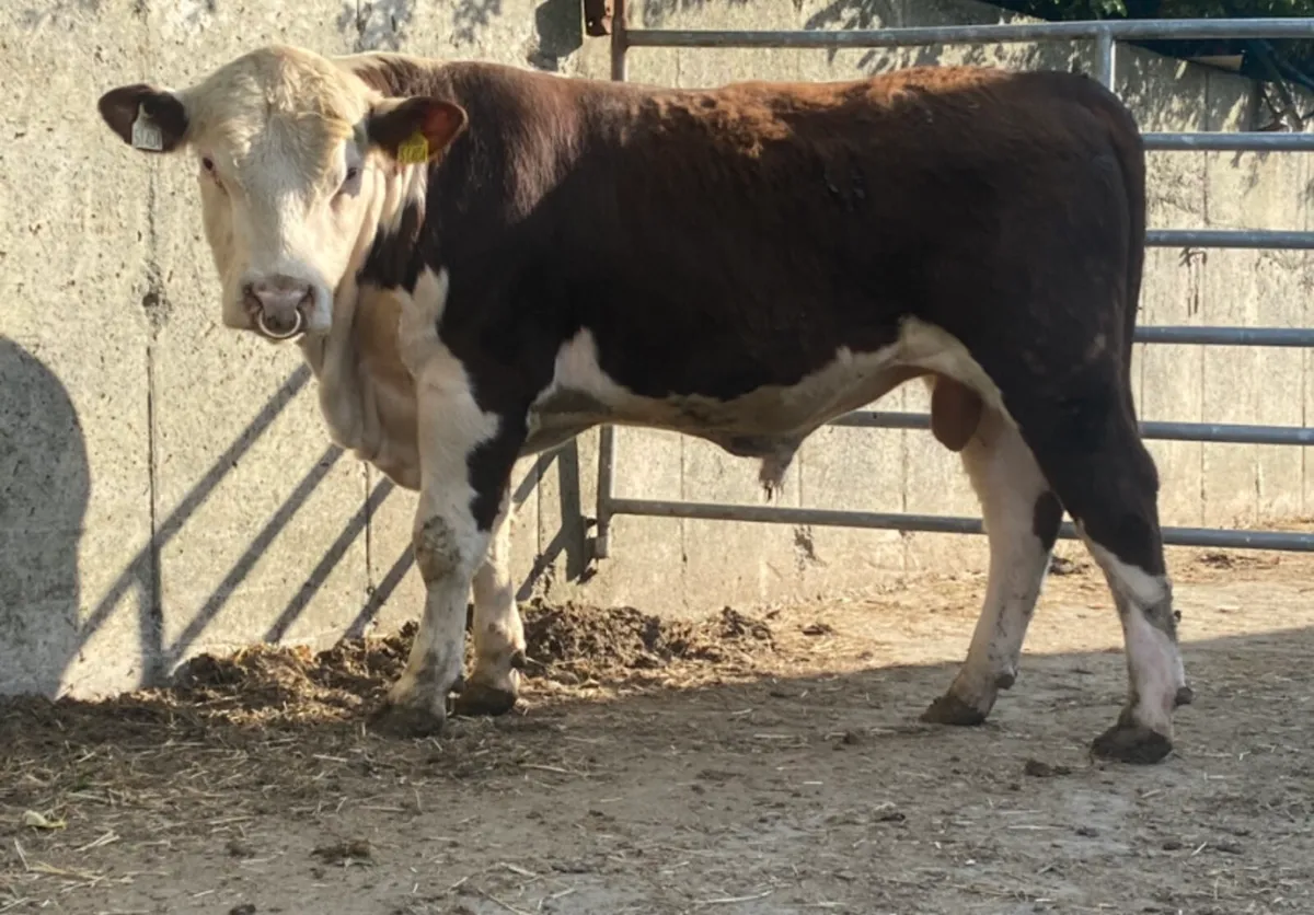 4 PBR Polled Hereford Bulls - Image 4