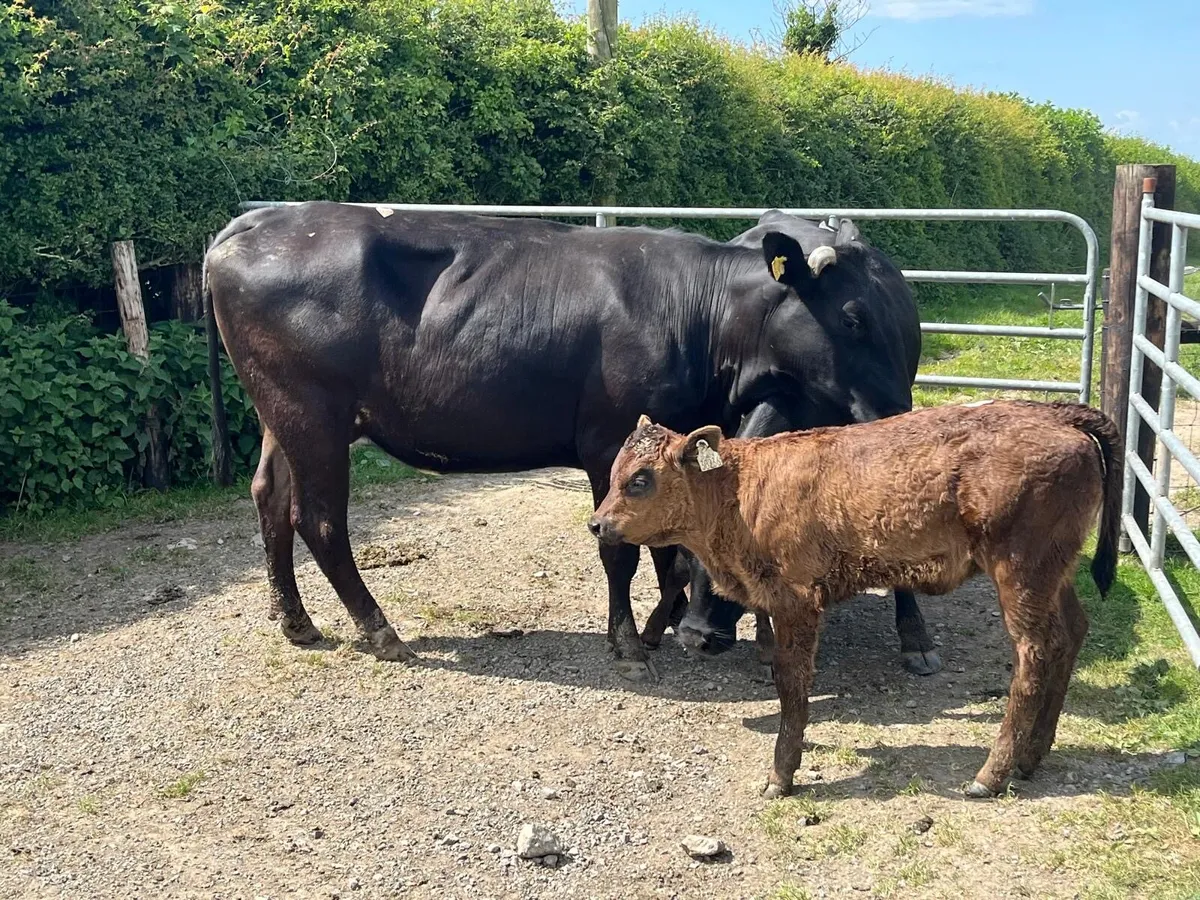 2 super  first calvers with  heifer calf’s - Image 4