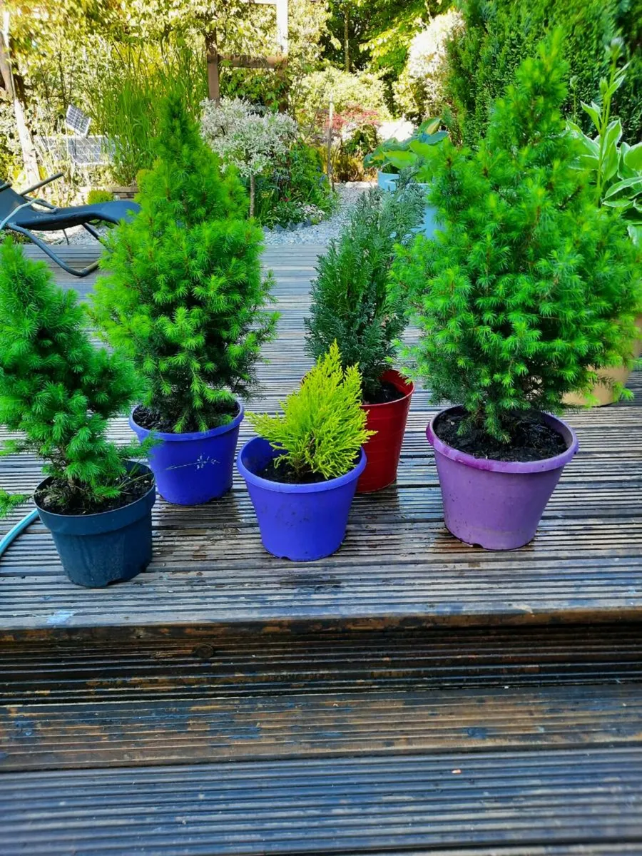 Five Perrinal Plants