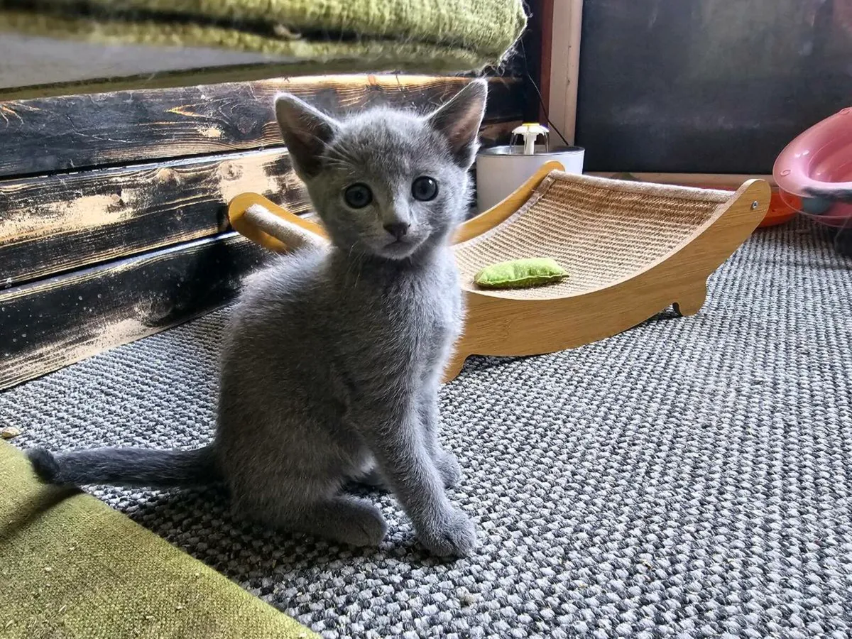 Russian Blue  kittens pedigree and registered TICA - Image 1