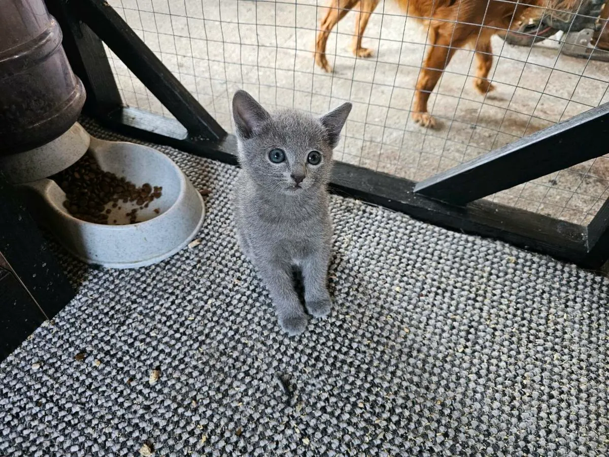 Russian Blue  kittens pedigree and registered TICA - Image 3