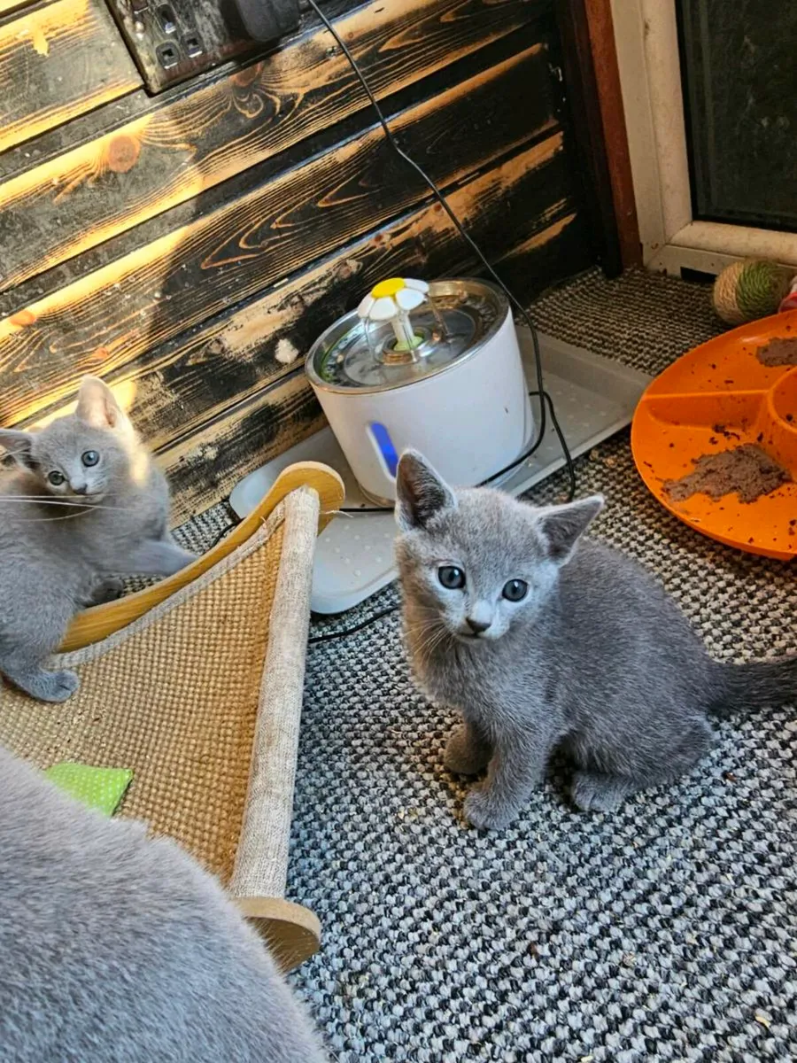 Russian Blue  kittens pedigree and registered TICA - Image 4