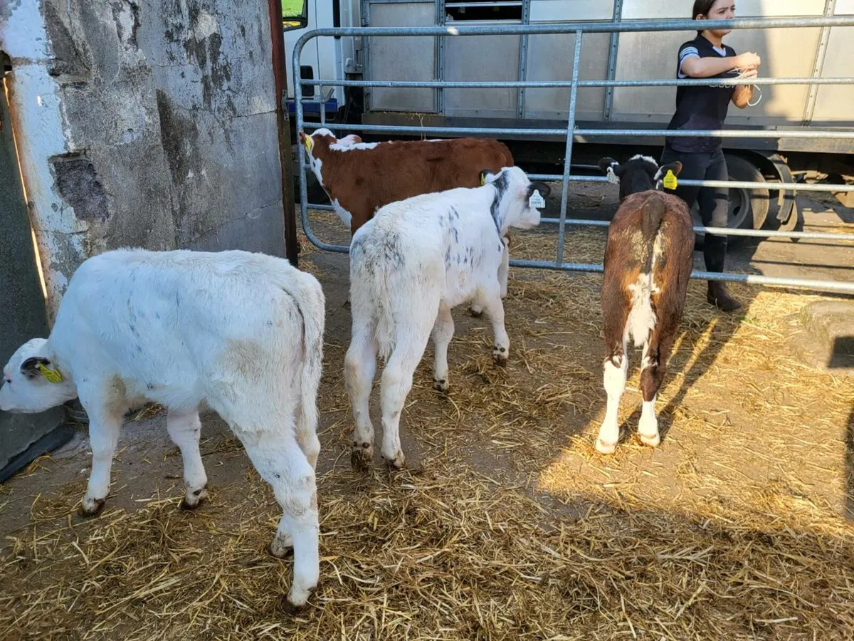 Top quality  heifer  calves for  sale - Image 4