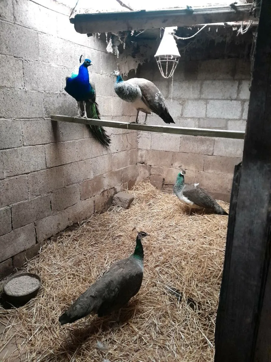 Last 2  indian blue peafowl pairs - Image 4