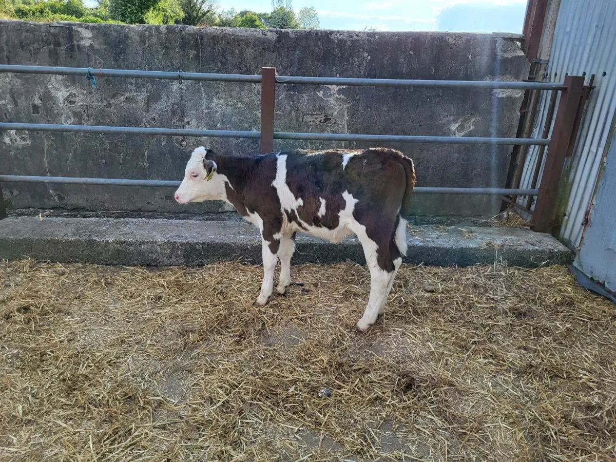 Top quality  heifer  calves for  sale - Image 2