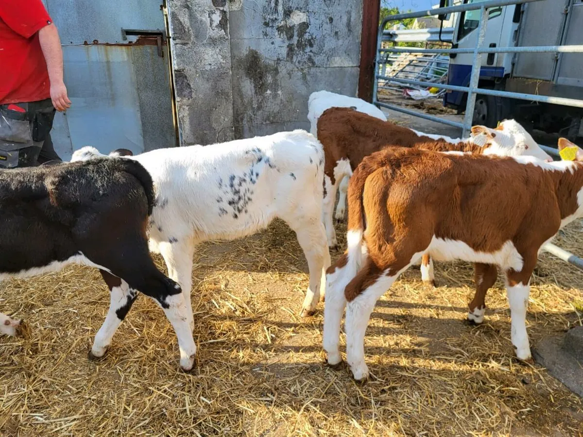 Top quality  heifer  calves for  sale - Image 1