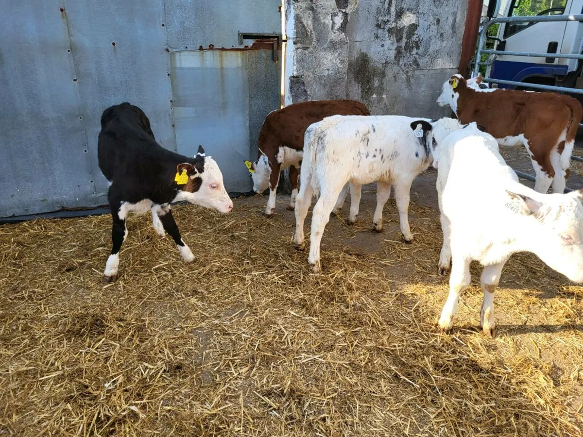 Top quality  heifer  calves for  sale - Image 3
