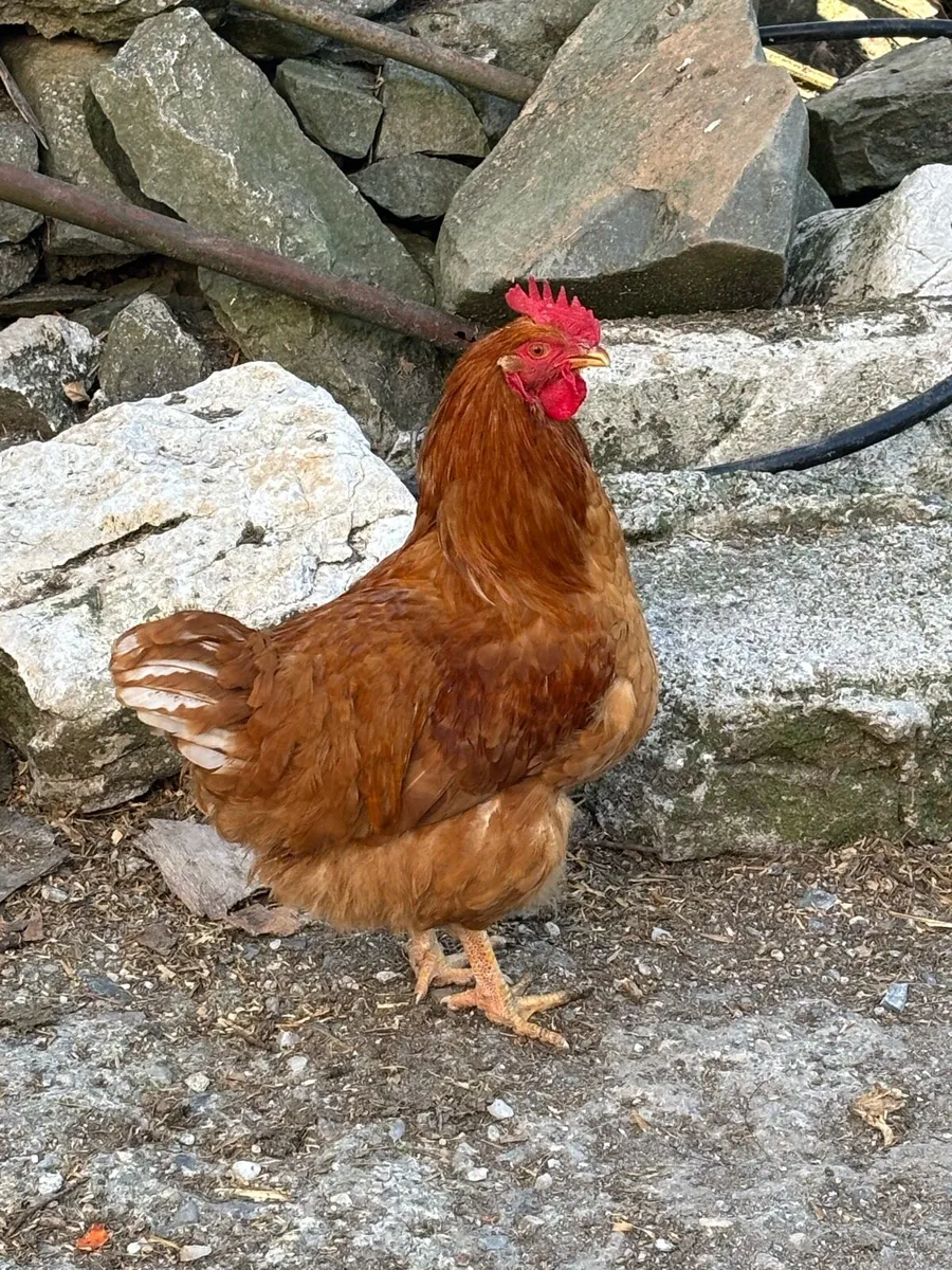 Rooster - Image 1