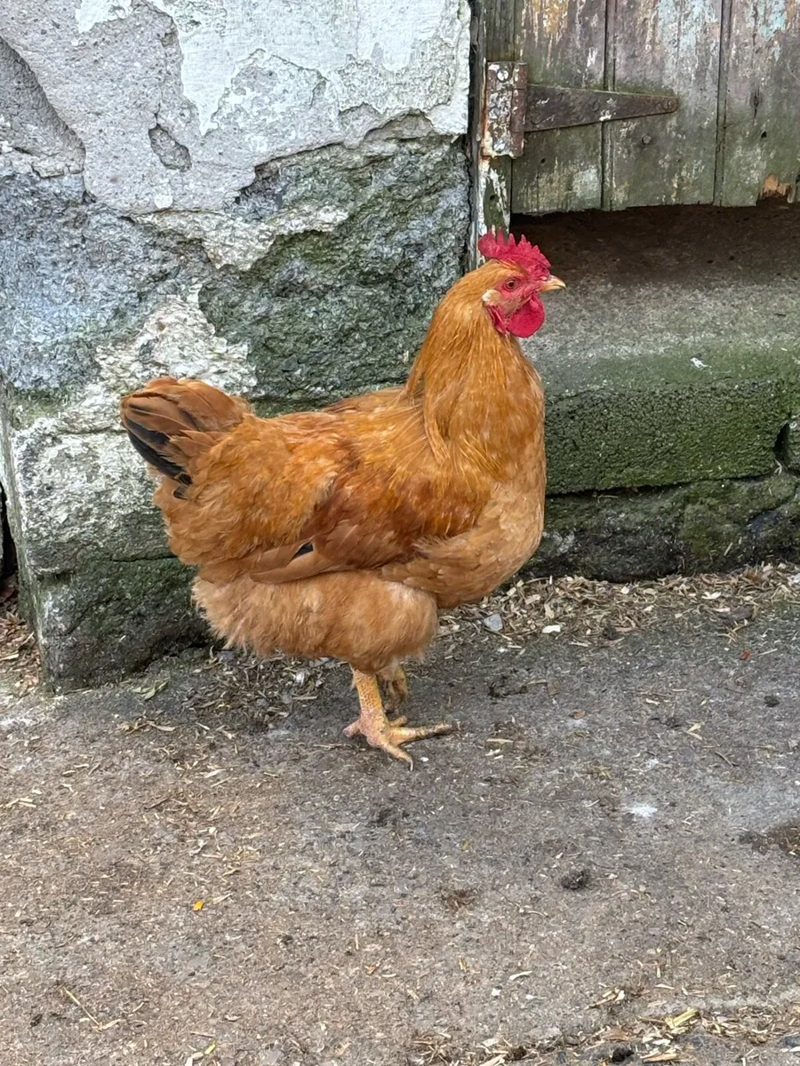 Rooster - Image 2