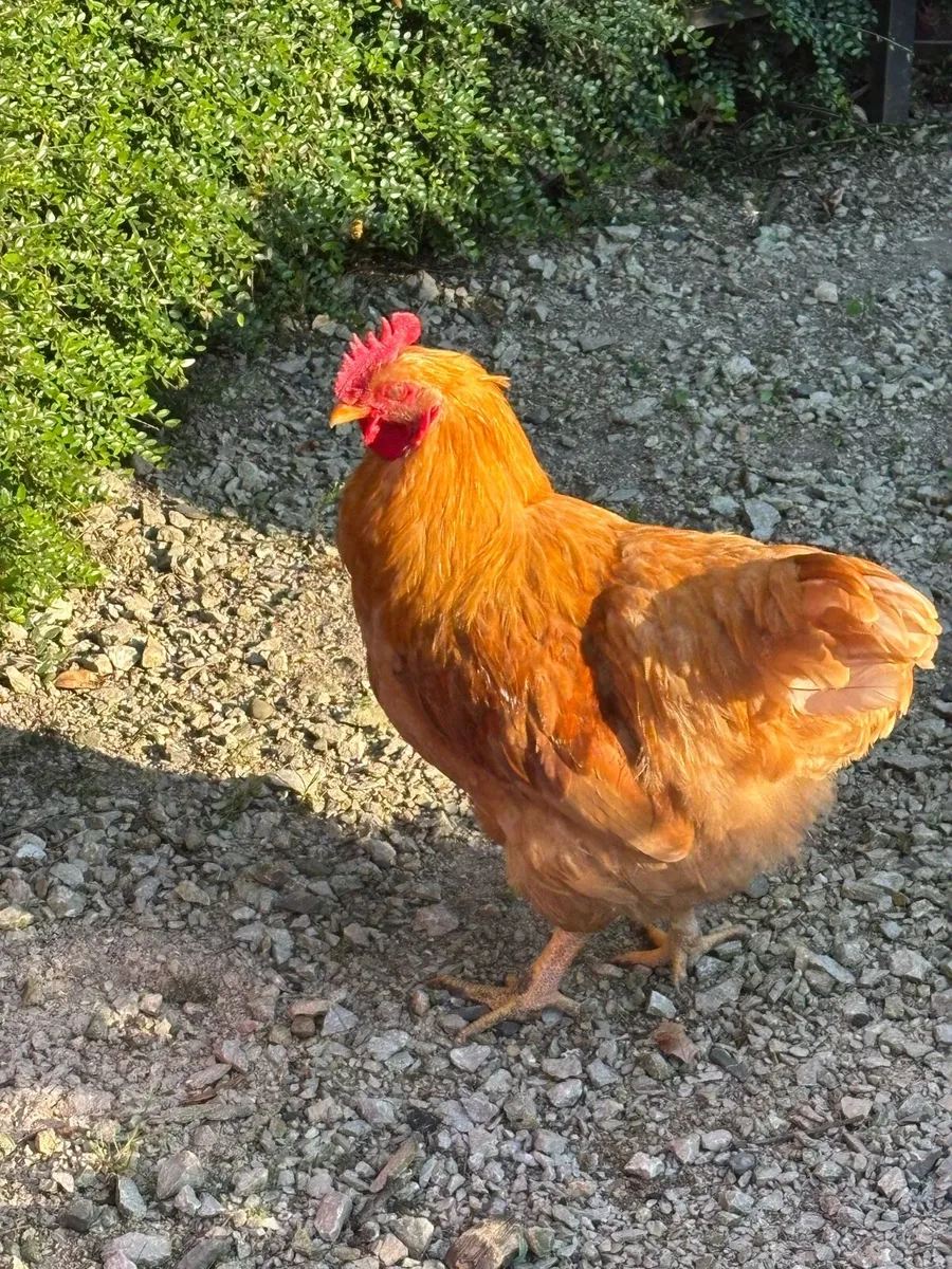Rooster - Image 3