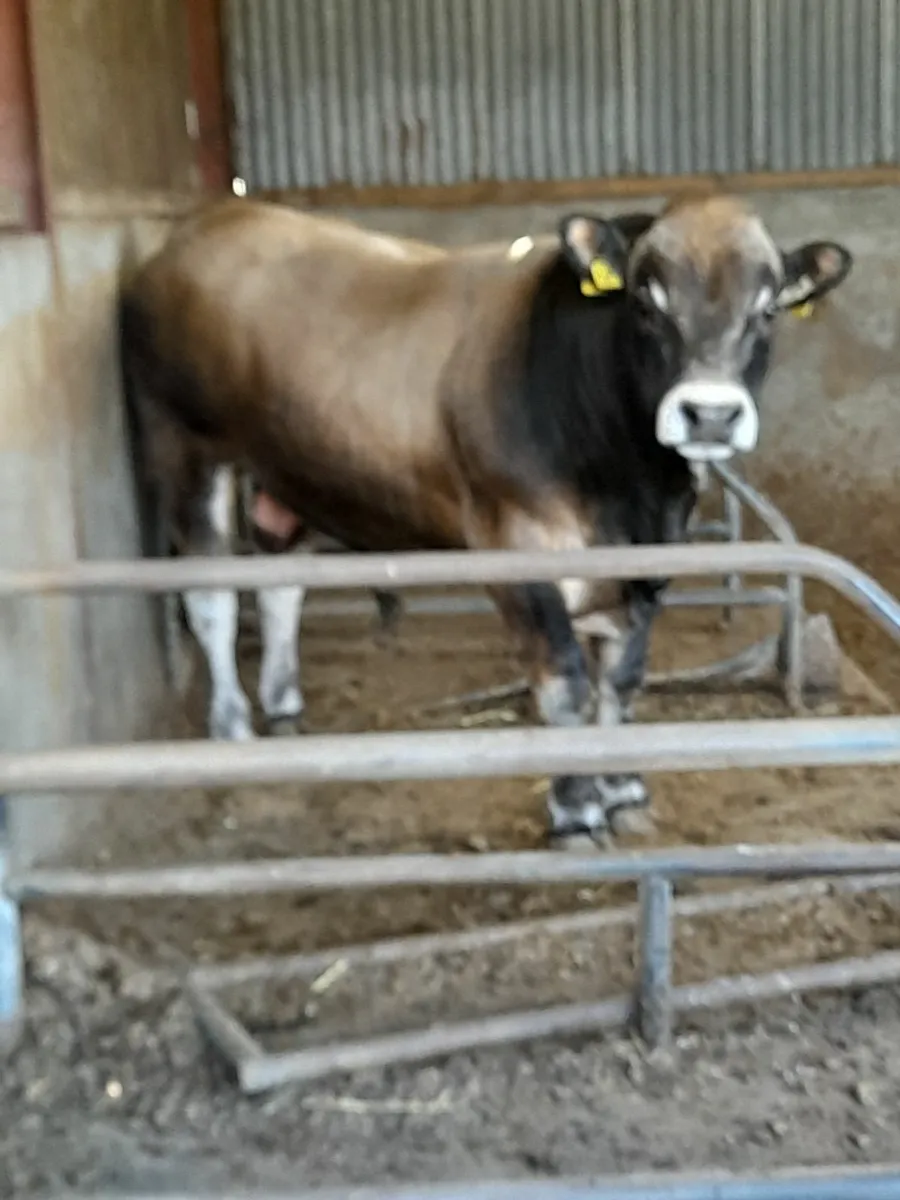 2 Aubrac bulls for sale - Image 1