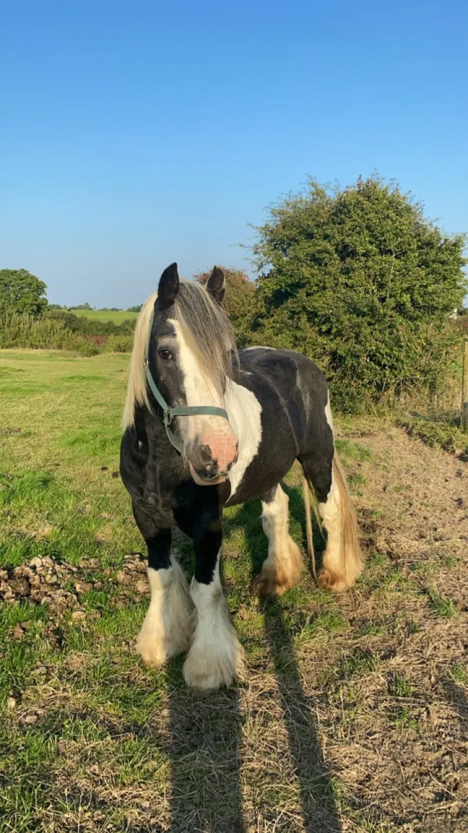 Irish cob stallion at stud - Image 2