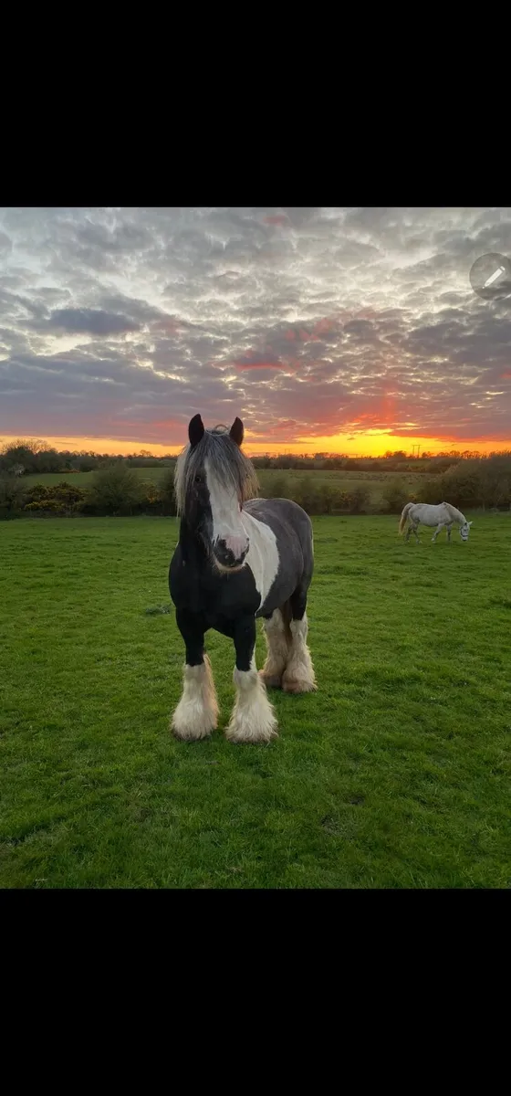 Irish cob stallion at stud - Image 3