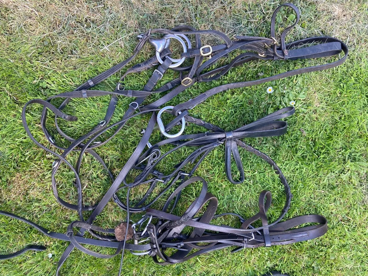 Horse equipment - Image 4