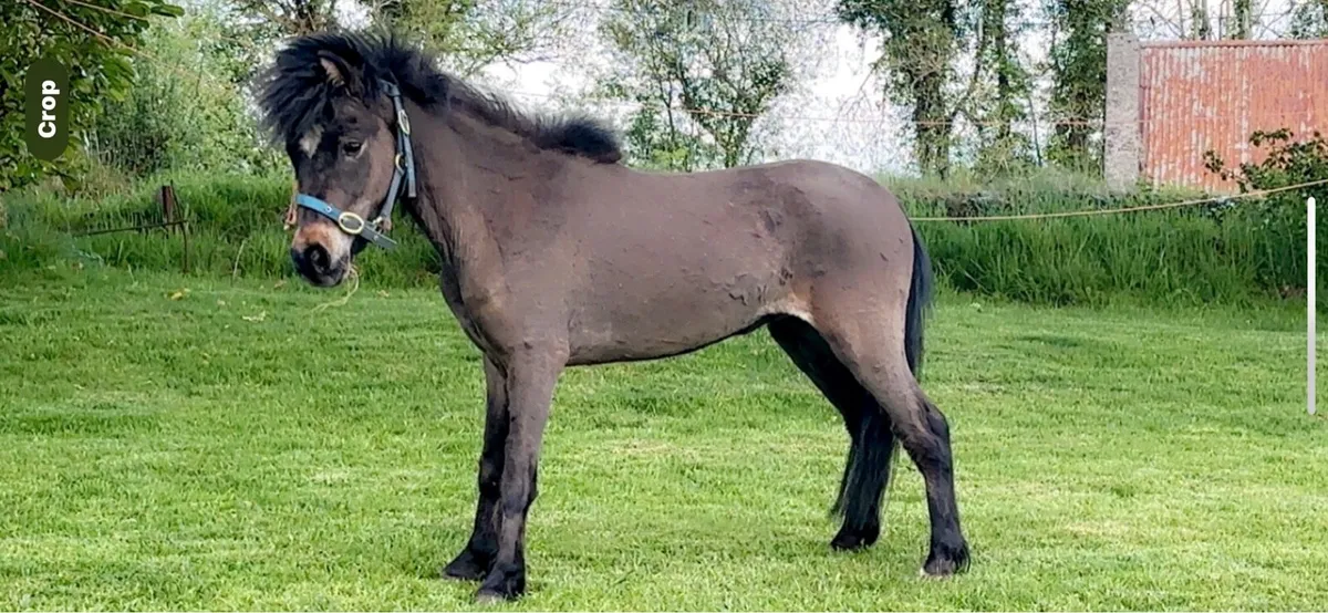 Reg mini gelding - Image 1