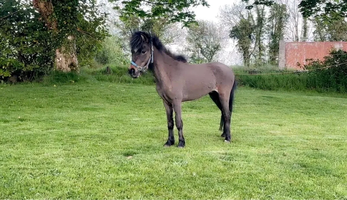 Reg mini gelding - Image 2