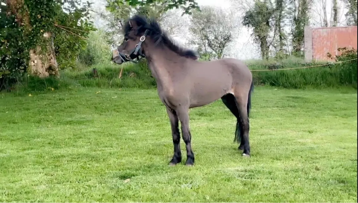 Reg mini gelding - Image 3