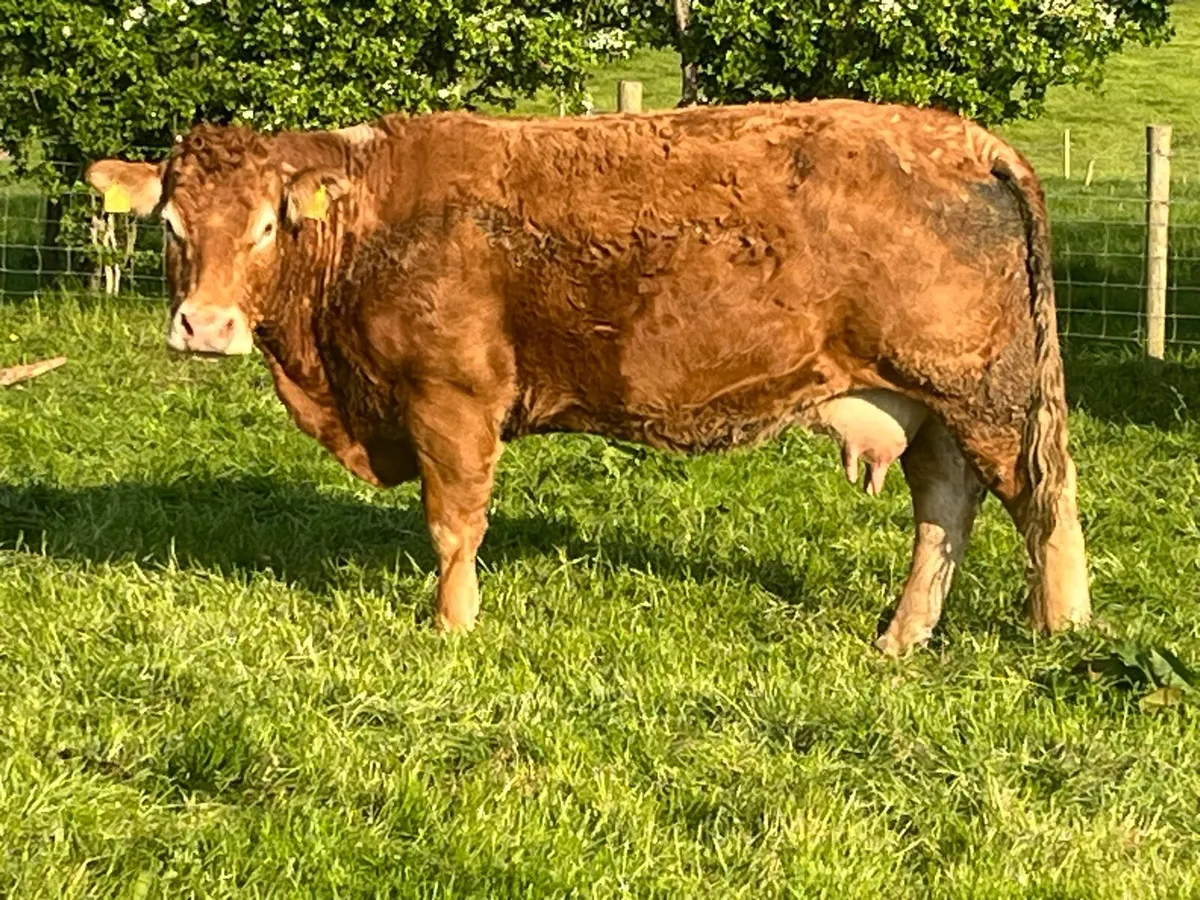 Limousin cow and calf - Image 1