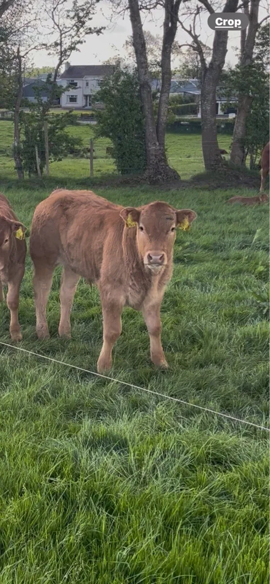 Limousin cow and calf - Image 2